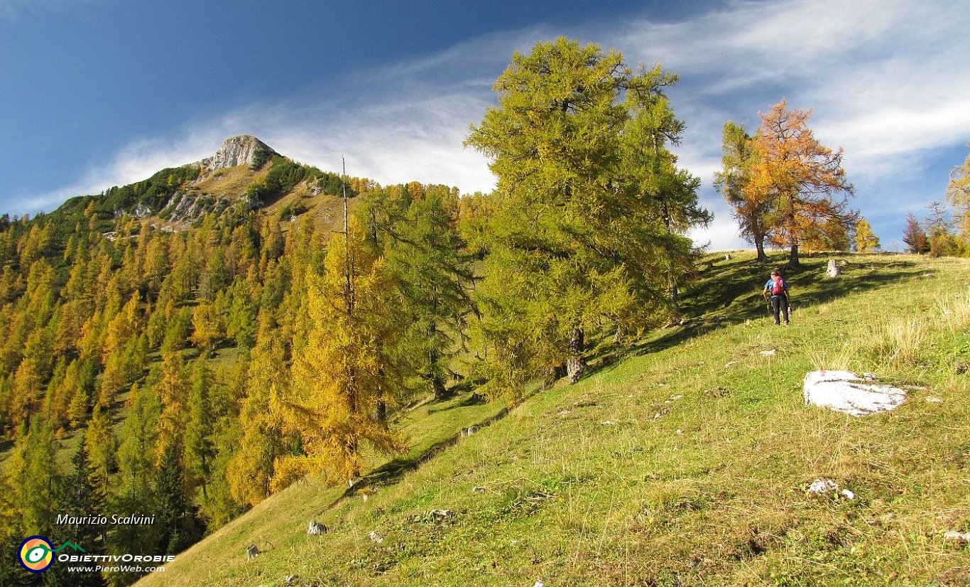 32 Si sfiorano bellissimi e vetusti larici, versione del 19 8bre....JPG